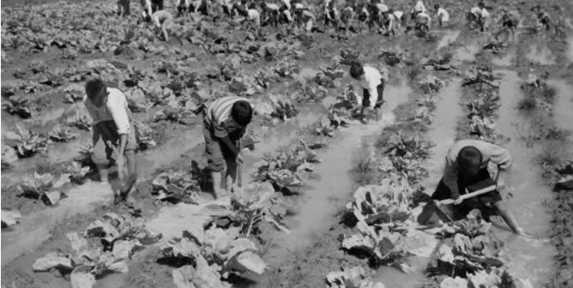Extremadura. Niños trabajando en el campo. Plan Badajoz